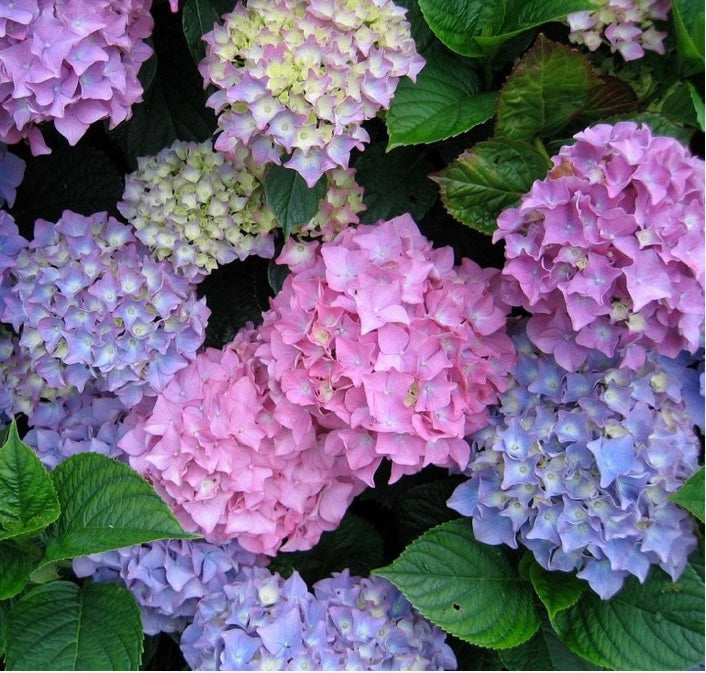 Outdoor Seasonal Plants