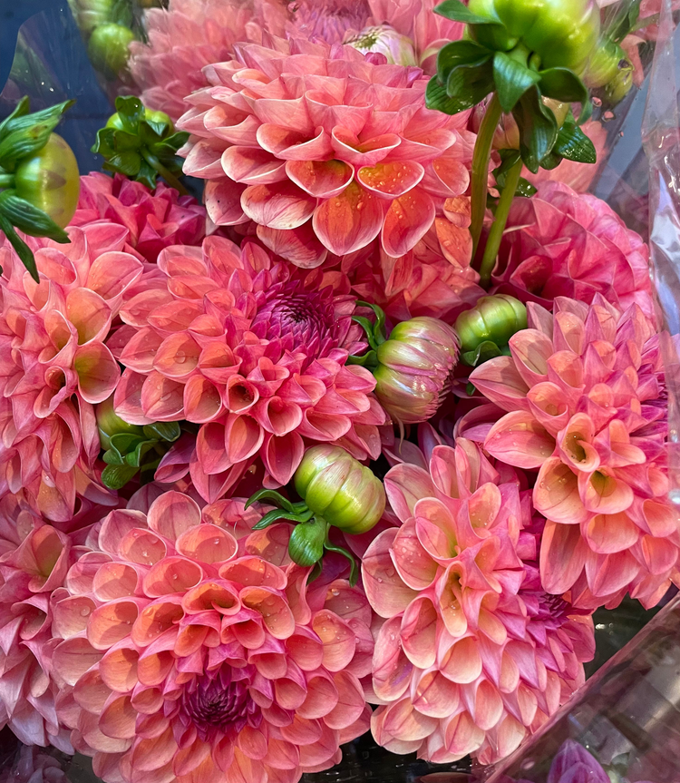 Fresh cut flowers