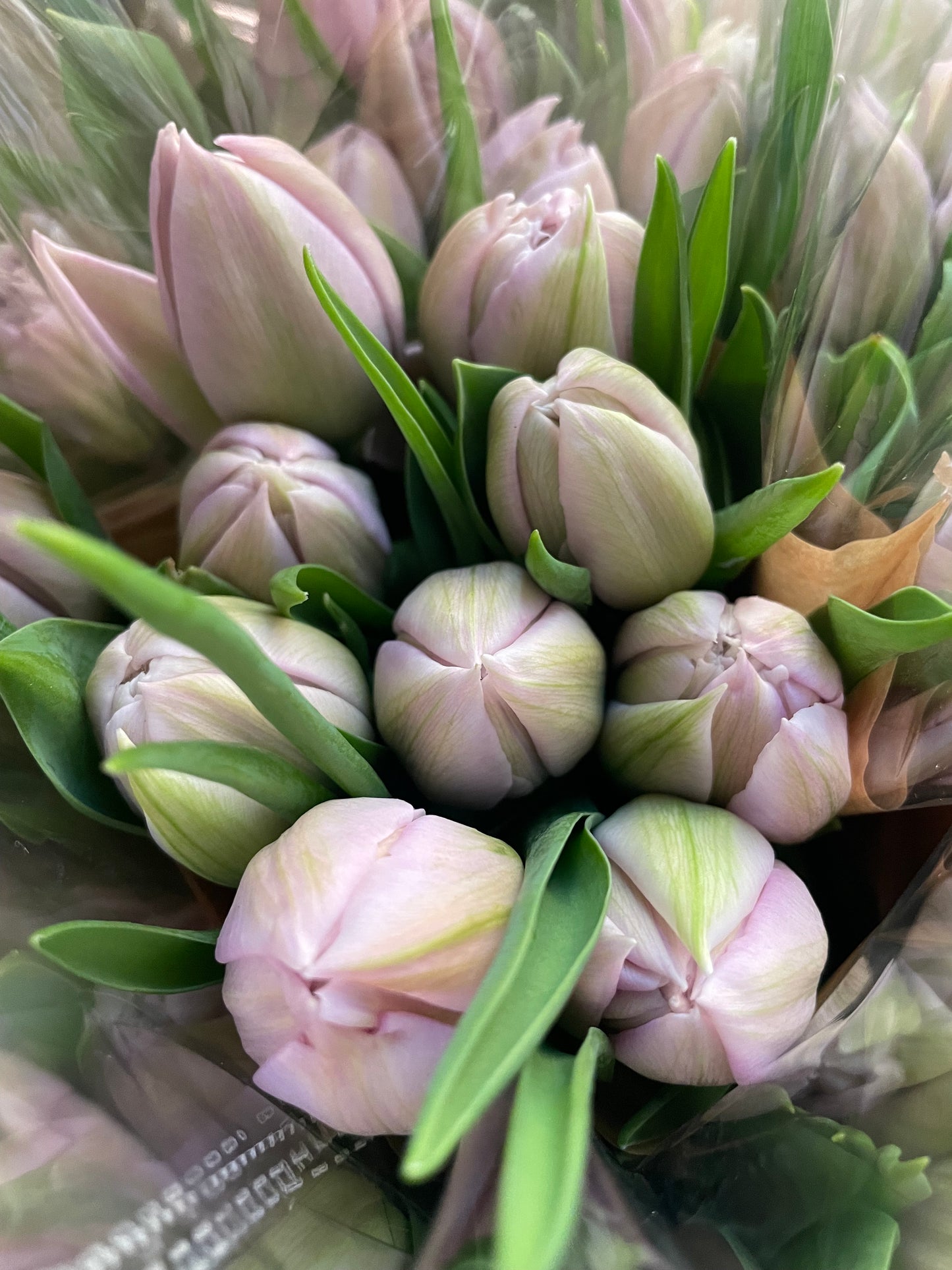 Novelty Tulip Bunch