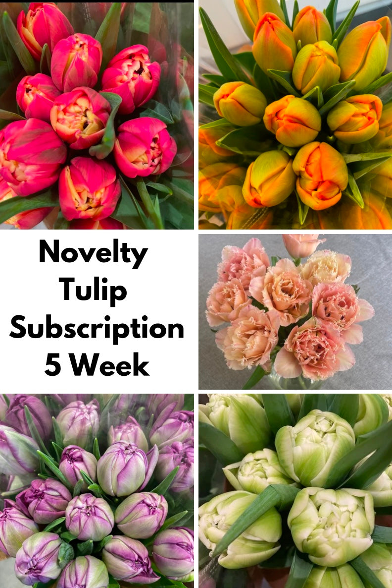Subscription (5 Week) Novelty Tulip