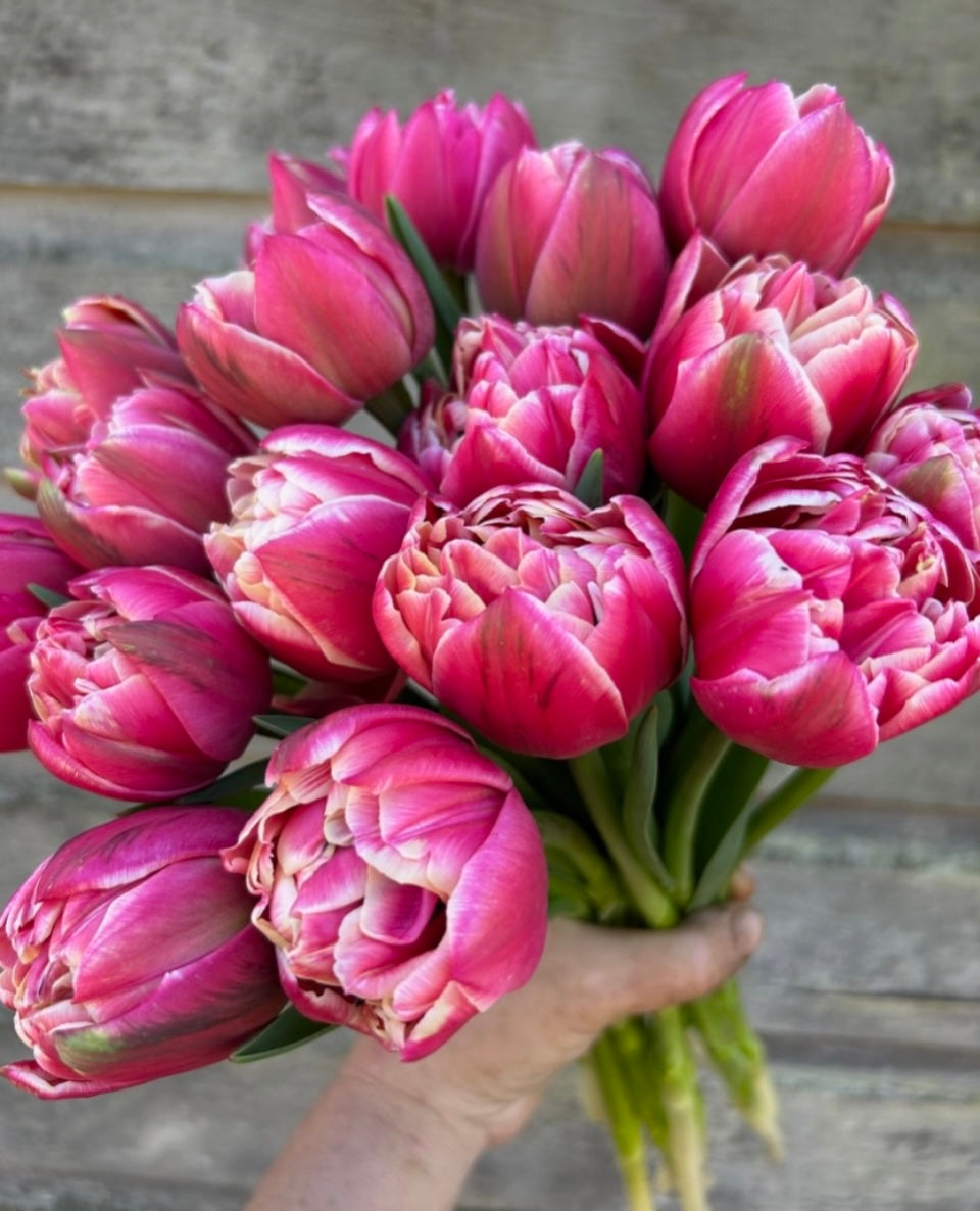 Novelty Tulip Subscription - 5 Week