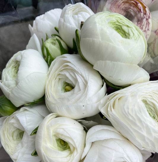 Ranunculus Bunch